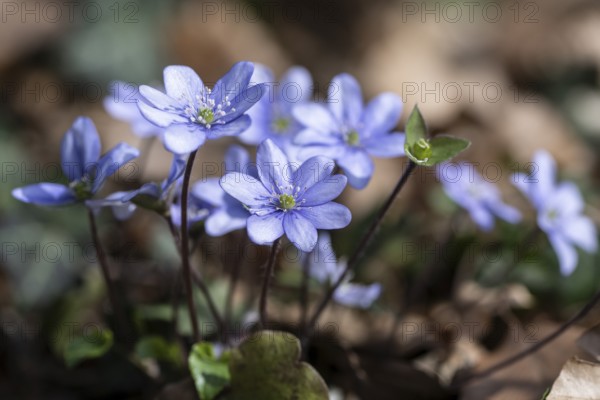 Liverwort (Hepatica nobilis), North Rhine-Westphalia, Germany, Europe