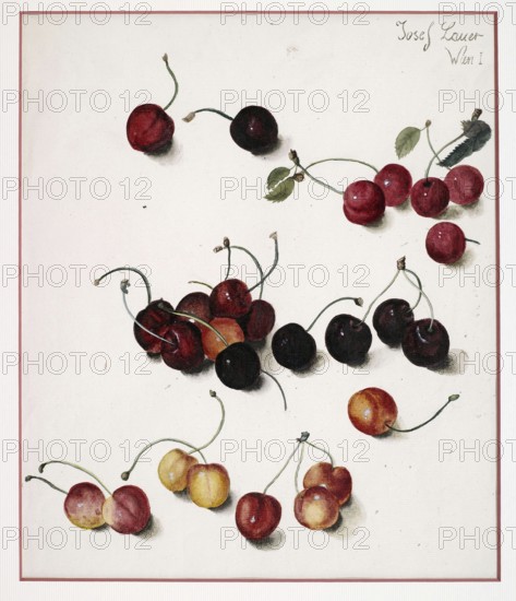 Illustration of various cherries in red and yellow against a light-coloured background, painting by Josef Lauer (1818, 1881), Austrian still life painter who was active in the Biedermeier period, among others