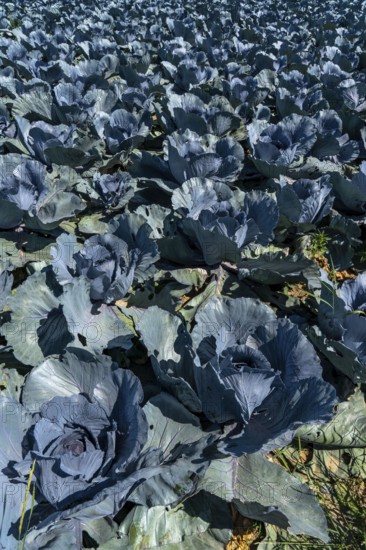 Vegetable cultivation, field with red cabbage, red cabbage, near Krefeld, North Rhine-Westphalia, Germany, Europe