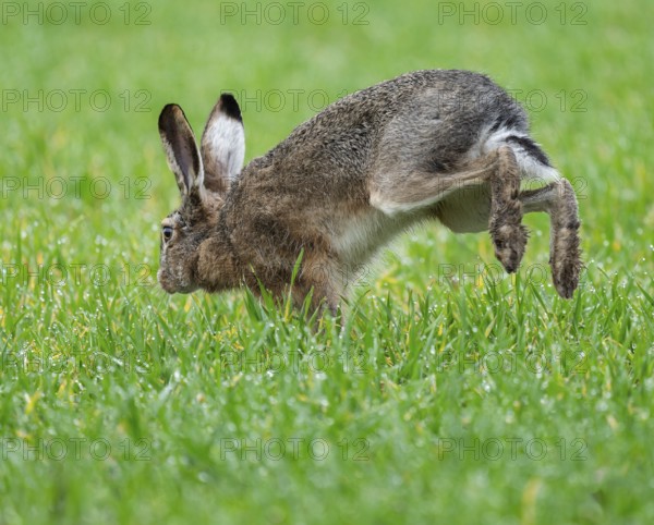 European hare (Lepus europaeus) running on a grain field, wildlife, Thuringia, Germany, Europe