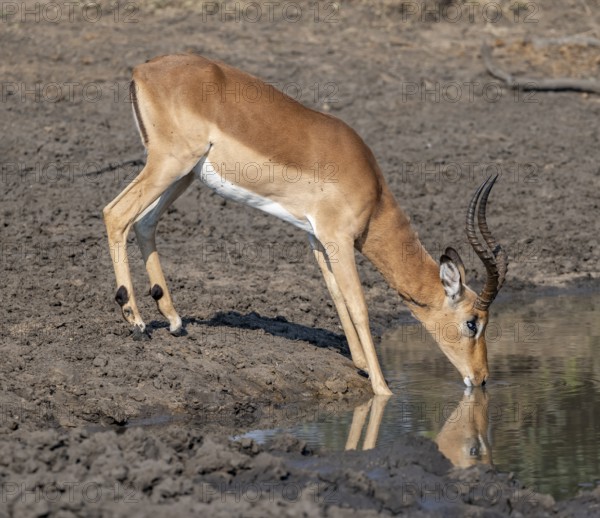 Impala (Aepyceros melampus) drinking at a natural waterhole, buck, black heeler antelope, Kruger National Park, South Africa, Africa