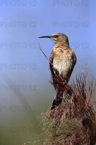 Cape Honeybird (Promerops cafer), adult, female, perch, Kirstenbosch Botanical Gardens, Cape Town, South Africa, Africa