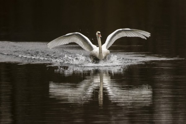 A swan lands elegantly on the water with open wings and creates a wave motion, Mute Swan, (cygnus olor), wildlife, Germany, Europe