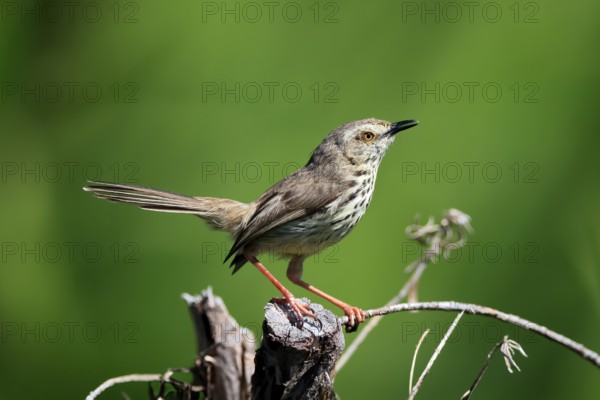 Spotted Prinia (Prinia maculosa), adult, on wait, singing, Kirstenbosch Botanical Gardens, Cape Town, South Africa, Africa