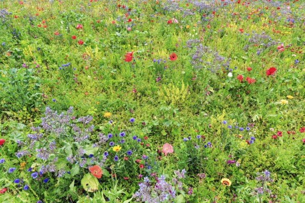 Colourful flower meadow, Germerode, Meißner, Frau-Holle-Land Geo-nature park Park, Hesse, Germany, Europe
