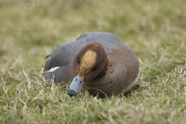 Eurasian wigeon duck (Mareca penelope) adult male bird feeding on grassland, England, United Kingdom, Europe