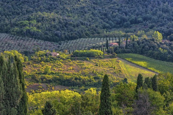 Hilly landscape, cypress (Cupressus), olive, olive tree (Olea europaea), sunlight, evening sun, light mood, San Gimignano, tourism, Tuscany, Italy, Europe