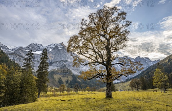Maple tree with autumn leaves, autumn landscape in Rißtal with Spritzkarspitze, Großer Ahornboden, Engalpe, Eng, municipality of Hinterriß, Karwendel Mountains, Alpenpark Karwendel, Tyrol, Austria, Europe