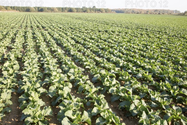 Lines of cabbages growing in rows in field, Wantisden, Suffolk, England, UK