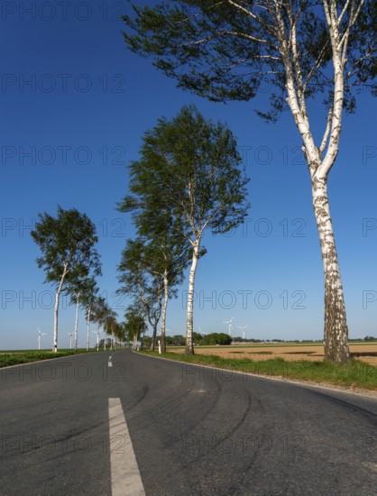 Birch avenue, country road, near the village of Katzem, Heinsberg district, wind farm, North Rhine-Westphalia, Germany, Europe
