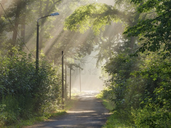 Narrow country road through green forest in the morning light with sun rays breaking through the trees and light fog, Ziegeroda Forest, Saxony-Anhalt, Germany, Europe