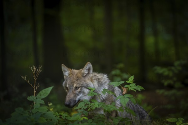 Moritzburg Game Reserve, Moritzburg, Saxony, Germany, Europe