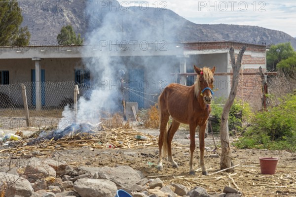 Tanivet, Oaxaca, Mexico, A horse is tied to a dead tree next to a smoky fire in a small village. Virtually all the men in this town have left for the United States to find work, Central America