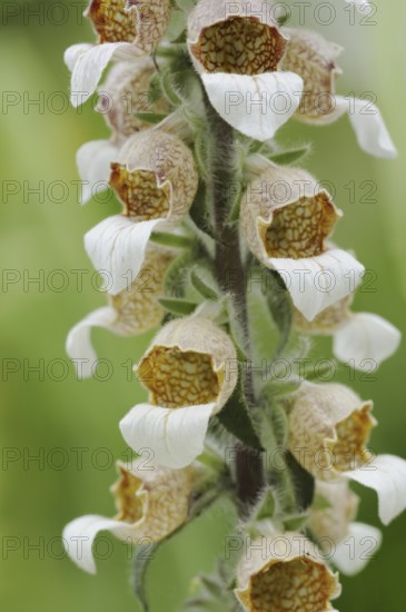 Woolly foxglove (Digitalis lanata), flowers, medicinal plant, North Rhine-Westphalia, Germany, Europe