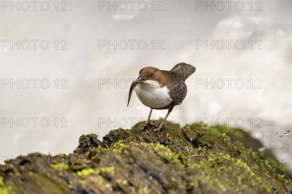 White-throated Dipper (Cinclus cinclus), at a torrent with prey in its beak, Rhineland-Palatinate, Germany, Europe