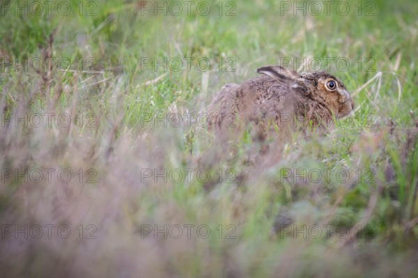 European hare (Lepus europaeus) hiding in the tall grass, Stuttgart, Rosensteinpark, Baden-Württemberg, Germany, Europe