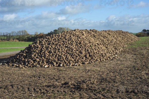 Pile of harvested sugar beets waiting for transport to sugar factory. Ystad Municipality, Skåne County, Sweden, Scandinavia, Europe