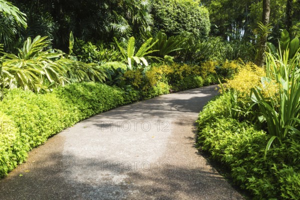 Garden path with a frame of yellow orchids in botanical garden