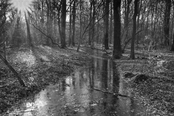Ditch with water and ice layer in the forest, flooding, Kurler bush, Dortmund, Ruhr area, North Rhine-Westphalia, Germany, Europe