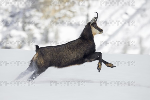 Alpine chamois (Rupicapra rupicapra) female in dark winter coat running down snow covered mountain slope in the European Alps