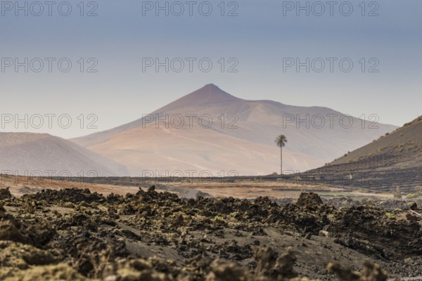 Volcano-like mountain with a solitary palm tree in a rocky landscape under a clear sky, Canary Islands, Lanzarote, Spain, Europe