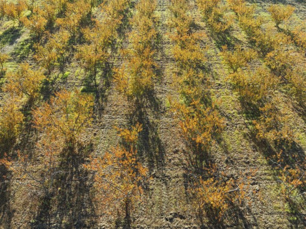 Vineyard in autumn. Aerial view. Drone shot. Granada province, Andalusia, Spain, Europe