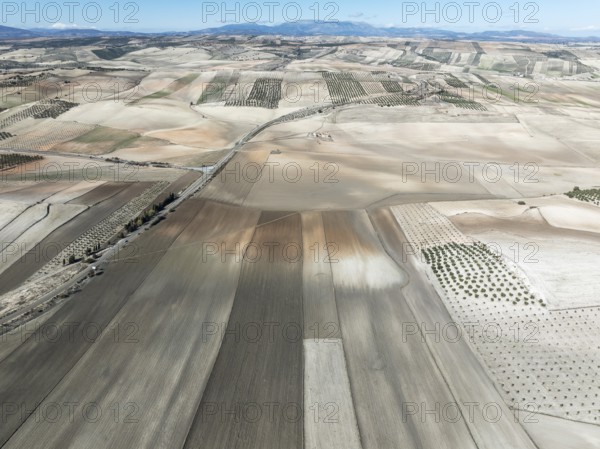 Farmland and cultivated olive trees (Olea europaea) . Aerial view. Drone shot. Granada province, Andalusia, Spain, Europe