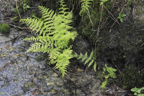 Lady fern (Athyrium filix-femina), by the water, North Rhine-Westphalia, Germany, Europe