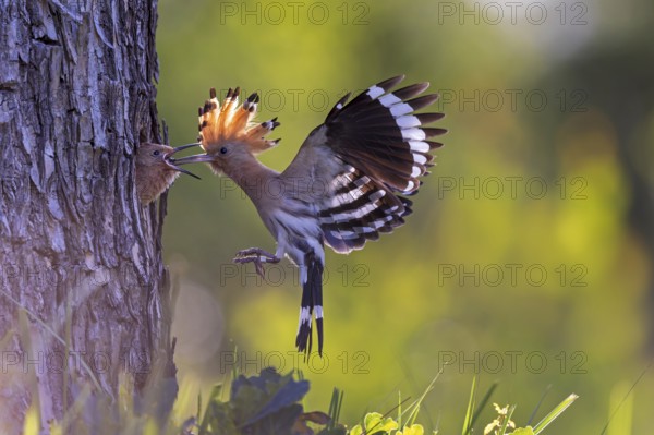 Hoopoe (Upupa epops) Bird of the Year 2022, with beetle larva as prey for the young bird in the breeding cavity, erected bonnet, sunrise, golden hour, backlight, flying, Middle Elbe Biosphere Reserve, Saxony-Anhalt, Germany, Europe