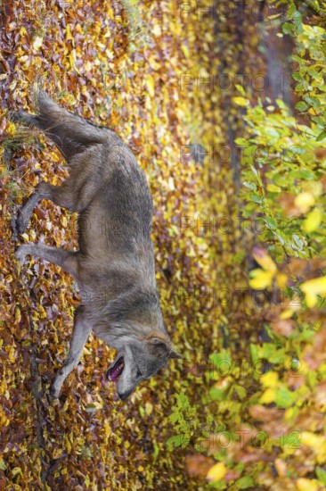 A eurasian gray wolf (Canis lupus lupus) runs along a forest edge. Colorful fall foliage is all around