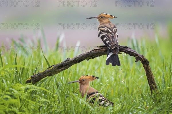 Hoopoe (Upupa epops) pair formation, mating, Bird of the Year 2022, summer meadow, sunrise, flower meadow, Middle Elbe Biosphere Reserve, Saxony-Anhalt, Germany, Europe