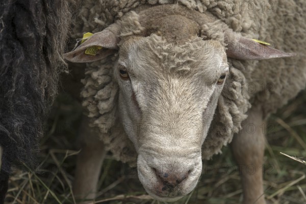 Portrait of male Texel sheep, Mecklenburg-Western Pomerania, Germany, Europe