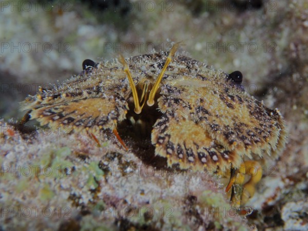 Portrait of American bear crab (Scyllarus americanus) . Dive site John Pennekamp Coral Reef State Park, Key Largo, Florida Keys, Florida, USA, North America