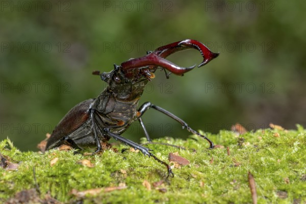 Stag beetle (Lucanus cervus), horned beetle, fire beetle, male with large mandibles, upper jaw, antlers, in the forest on moss on a tree stump, endangered species, species protection, nature conservation, rare, Raumertswald, Vogelsberg Volcanic Region nature park Park, Nidda, Wetterau, Hesse, Germany, Europe