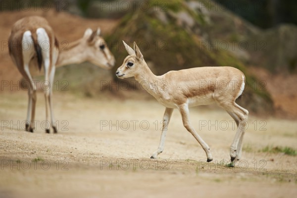 Close-up of a blackbuck (Antilope cervicapra) youngster in late summer, captive