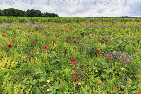 Colourful flower meadow, Germerode, Meißner, Frau-Holle-Land Geo-nature park Park, Hesse, Germany, Europe
