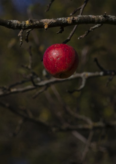 Apple, red, hanging on a branch, autumn, Strümpfelbach, Weinstadt, Baden-Württemberg, Germany, Europe
