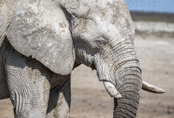 African elephant (Loxodonta africana), male, animal portrait, Nebrowni waterhole, Etosha National Park, Namibia, Africa