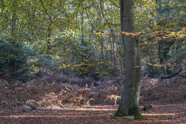 Beech forest (Fagus sylvatica) in autumn foliage, Emsland, Lower Saxony, Germany, Europe