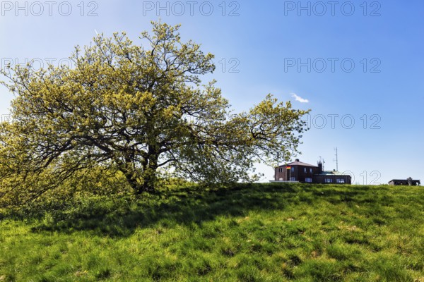 Single oak (Quercus), solitary oak and Köterberghaus on a hilltop, Köterberg, Lügde, Weserbergland, North Rhine-Westphalia, Germany, Europe