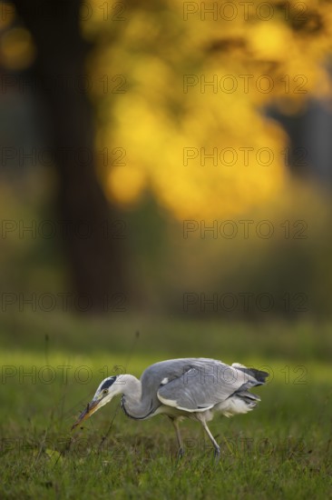 Grey heron (Ardea cinerea), animal portrait, autumn, Rosensteinpark, Stuttgart, Baden-Württemberg, Germany, Europe