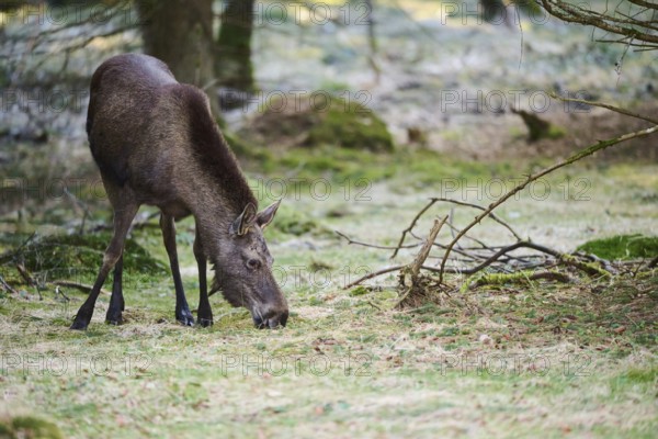 Elk (Alces alces) standing on a meadow on the edge of a forest, Bavaria, Germany, Europe