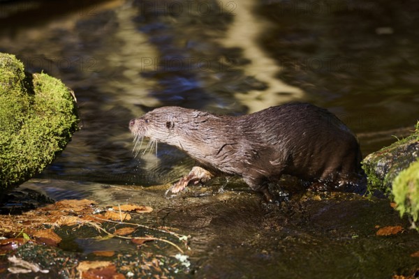 Eurasian otter (Lutra lutra) on the shore of a little lake in the bavarian forest, Bavaria, Germany, Europe