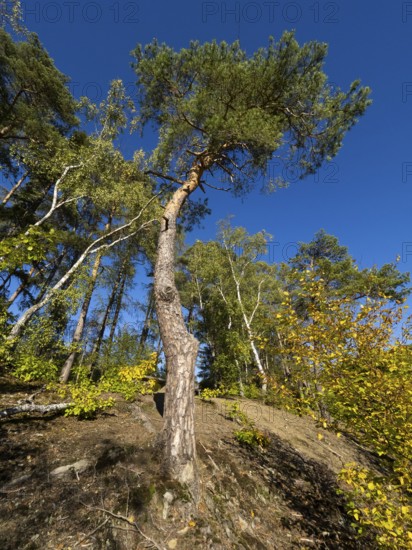 Scots Pine (Pinus sylvestris), tree standing at the edge of a clearing, against a blue sky, Kellerwald national nature reserve, North Hesse, Germany, Europe