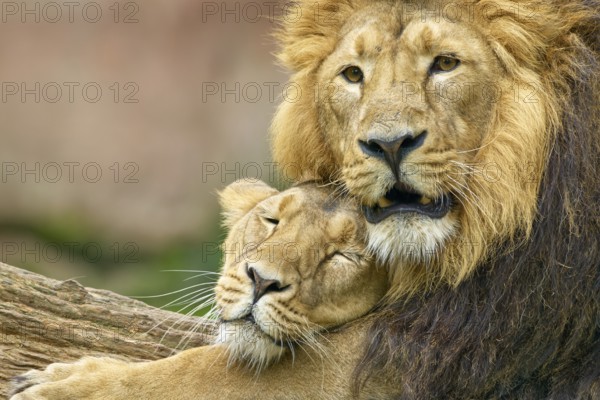 A lion and a lioness lie close together and show tenderness in a natural environment, captive, Germany, Europe