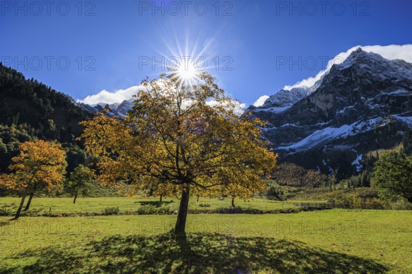 Maple tree in front of snow-covered mountains, sunbeams, backlight, autumn colours, sunny, Engalm, Großer Ahornboden, Karwendel Mountains, Tyrol, Austria, Europe