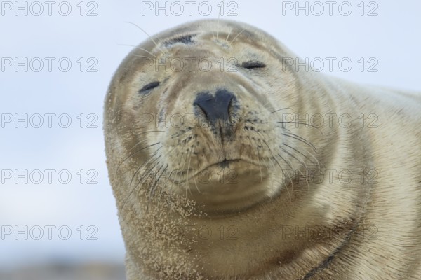 Grey seal (Halichoerus grypus) adult animal sleeping on a beach, Norfolk, England, United Kingdom, Europe