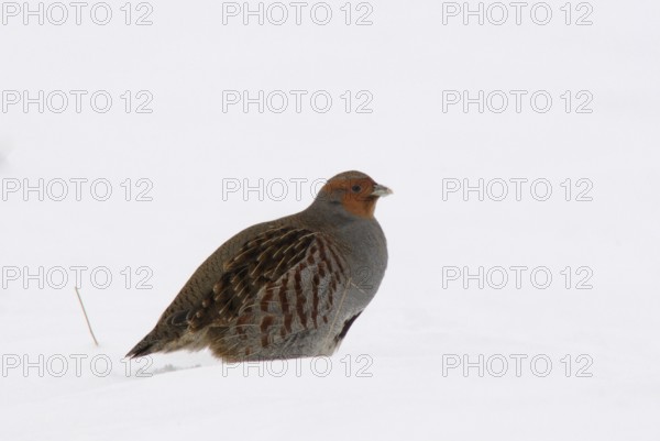 Grey partridge (Perdix perdix), Emsland, Lower Saxony, Germany, Europe