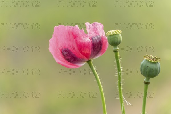 Poppy flower in the landscape in spring. Kaiserstuhl, Emmendingen, Freiburg im Breisgau, Baden-Württemberg, Germany, Europe
