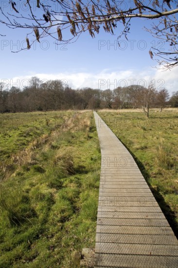 A wooden boardwalk across wet marshy field forming an art work High Water Mark 2048 by Jonathan Keep, Snape, Suffolk, England, UK